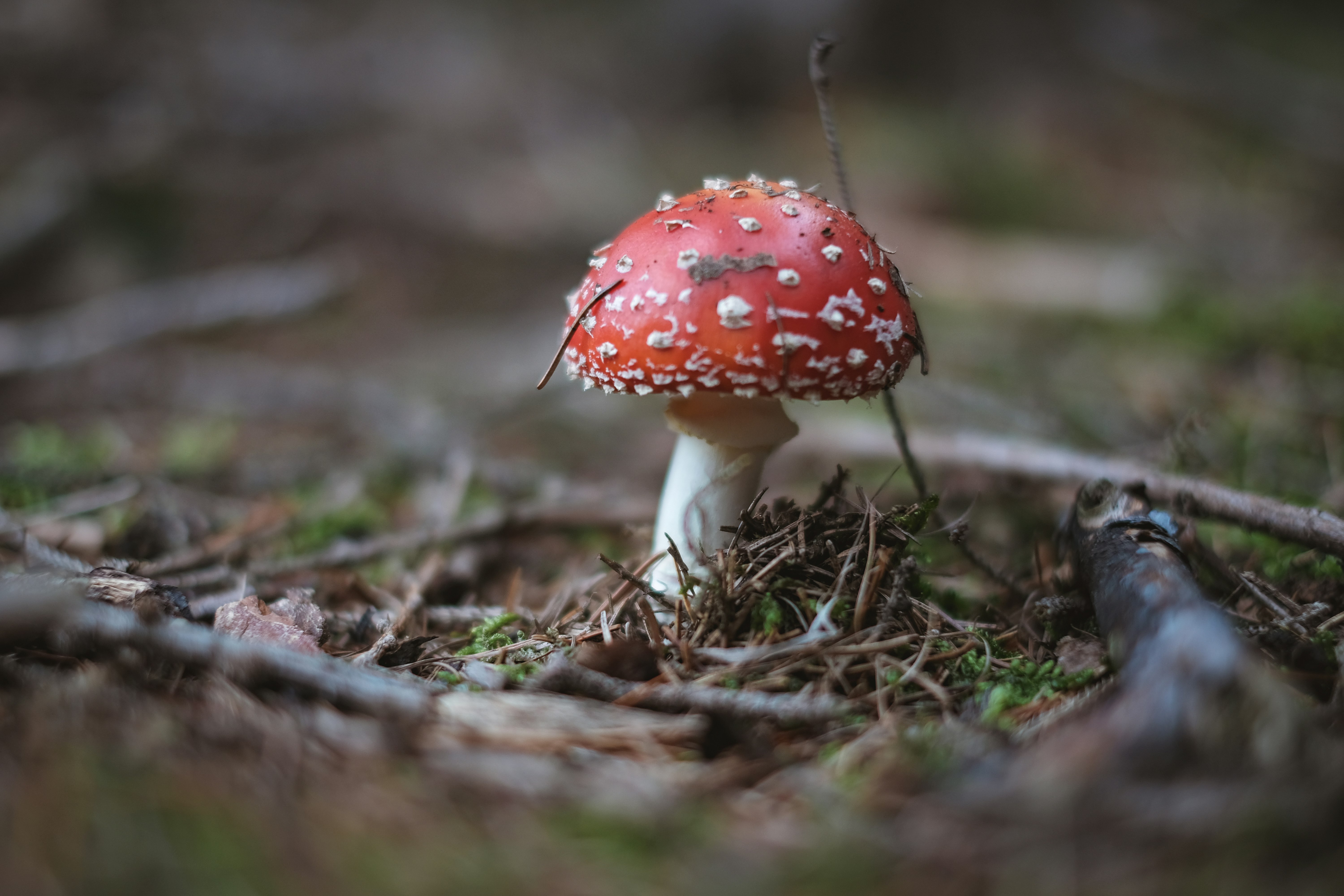 red and white mushroom in close up photography